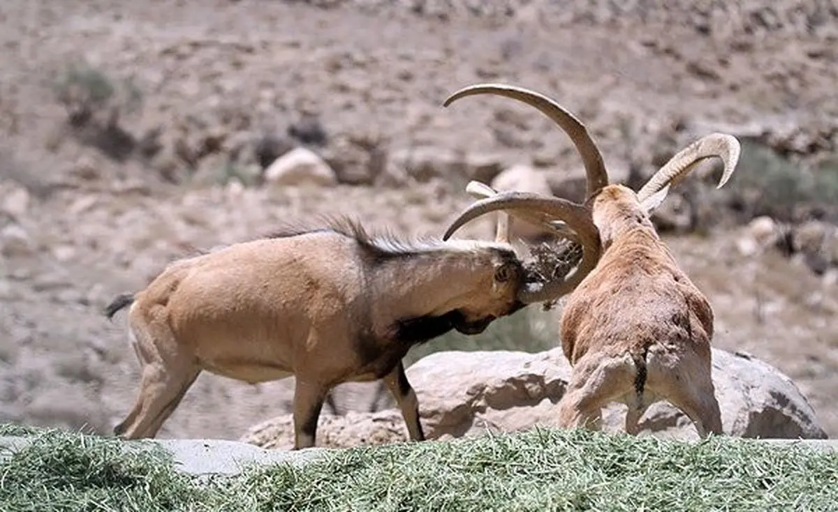 15 هزار حیات‌وحش علف‌خوار استان سمنان در خطر گرسنگی/ نیمه شرقی خشک‌تر از همیشه