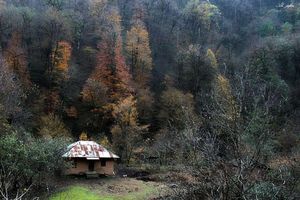 بهره‌برداری از جنگل‌های طبیعی در استان گیلان متوقف شد