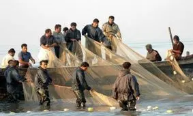 صید بیش از 400 تن انواع ماهیان استخوانی در گیلان