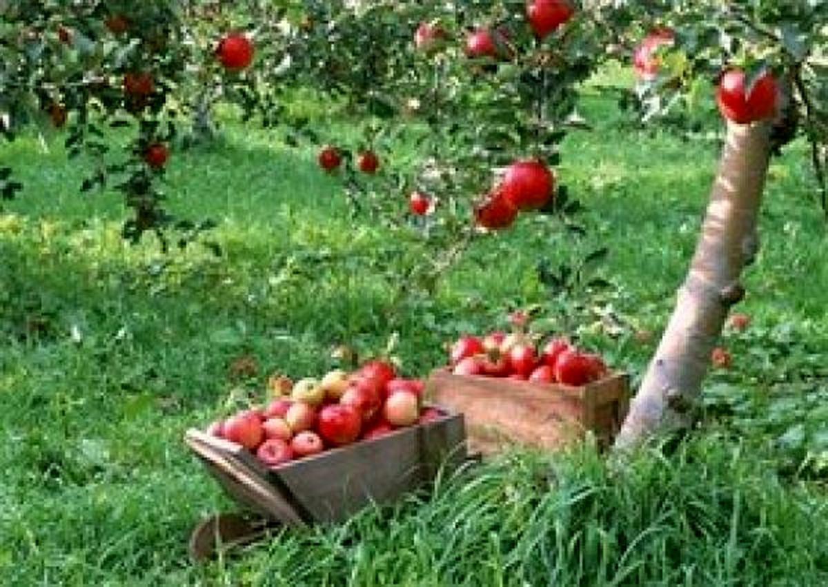 برداشت 3000 تُن سیب پاییزه از باغات شهرستان قزوین