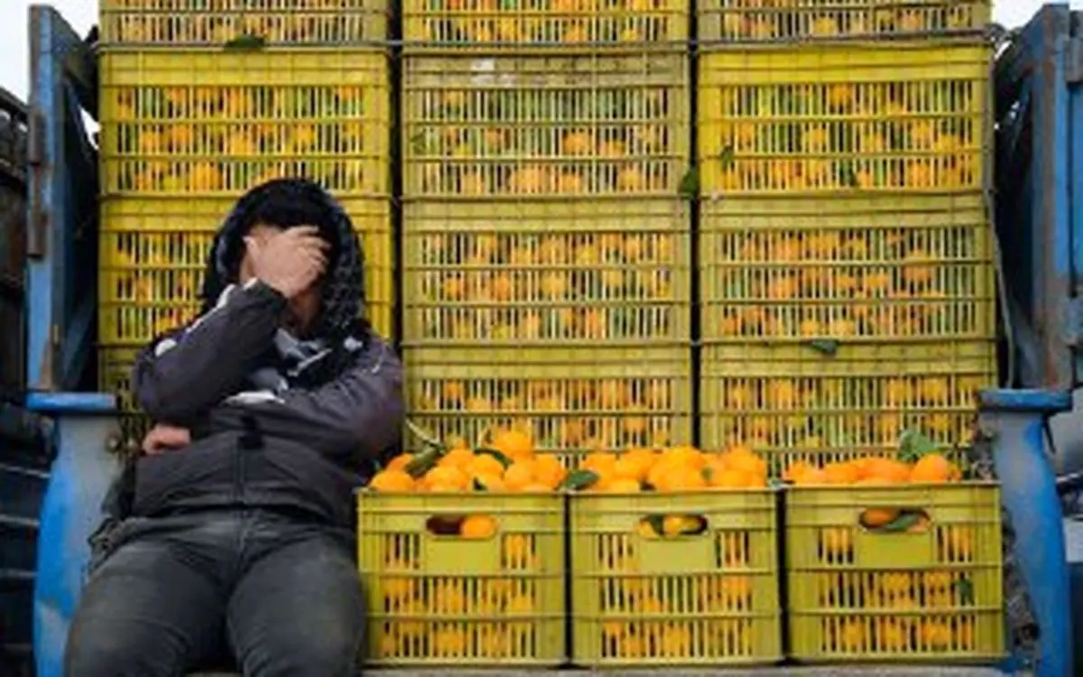 رئیس کمیسیون کشاورزی مجلس: وضعیت مرکبات شمال بحرانی است/ باغداران بیشتر محصول خود را دفن می‌کنند