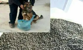 کشف بزرگترین محموله بذر ماده مخدر گل+عکس