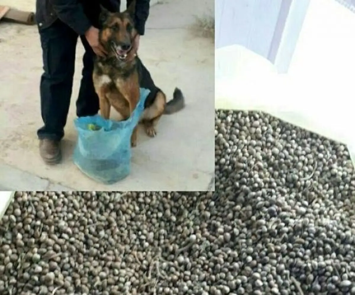 کشف بزرگترین محموله بذر ماده مخدر گل+عکس