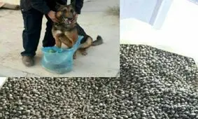 کشف بزرگترین محموله بذر ماده مخدر گل+عکس