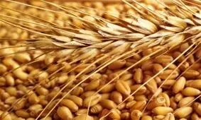 بیش از ۲۰۰ هزار تن گندم از استان کرمانشاه به خارج از استان ارسال شد