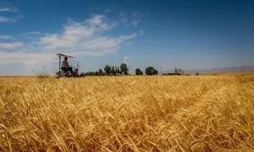 کشت بیش از ۳۴۰ هزار هکتار گندم در استان گلستان