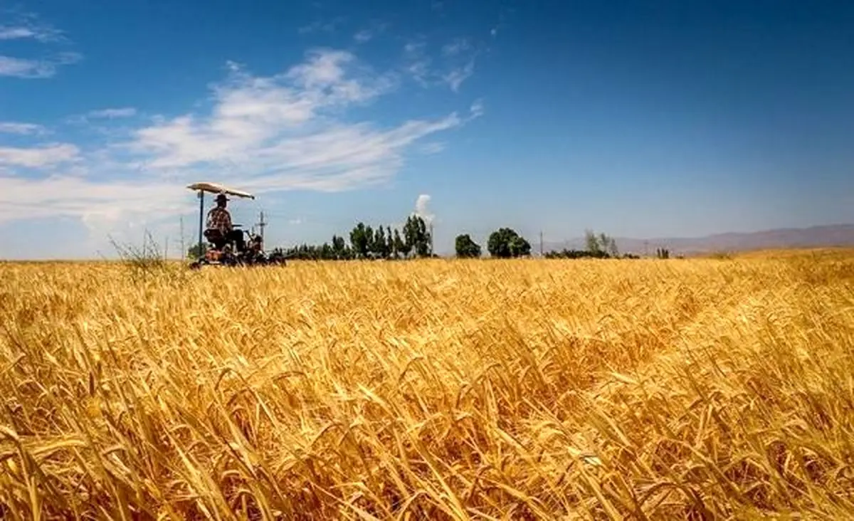 کشت بیش از ۳۴۰ هزار هکتار گندم در استان گلستان
