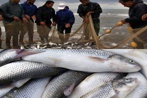 صیادان گیلانی ۴۱۰ تن ماهی استخوانی از دریای خزر صید کردند