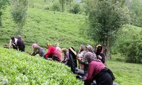 ضعف مدیریتی دولت برنج و چای شمال را نابود می‌کند