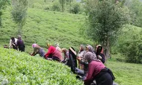 ضعف مدیریتی دولت برنج و چای شمال را نابود می‌کند