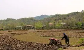 کشاورزان گیلان شالیزارها را برای شخم زمستانه آماده کنند