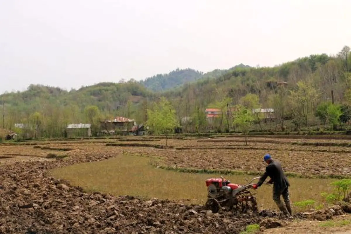 کشاورزان گیلان شالیزارها را برای شخم زمستانه آماده کنند