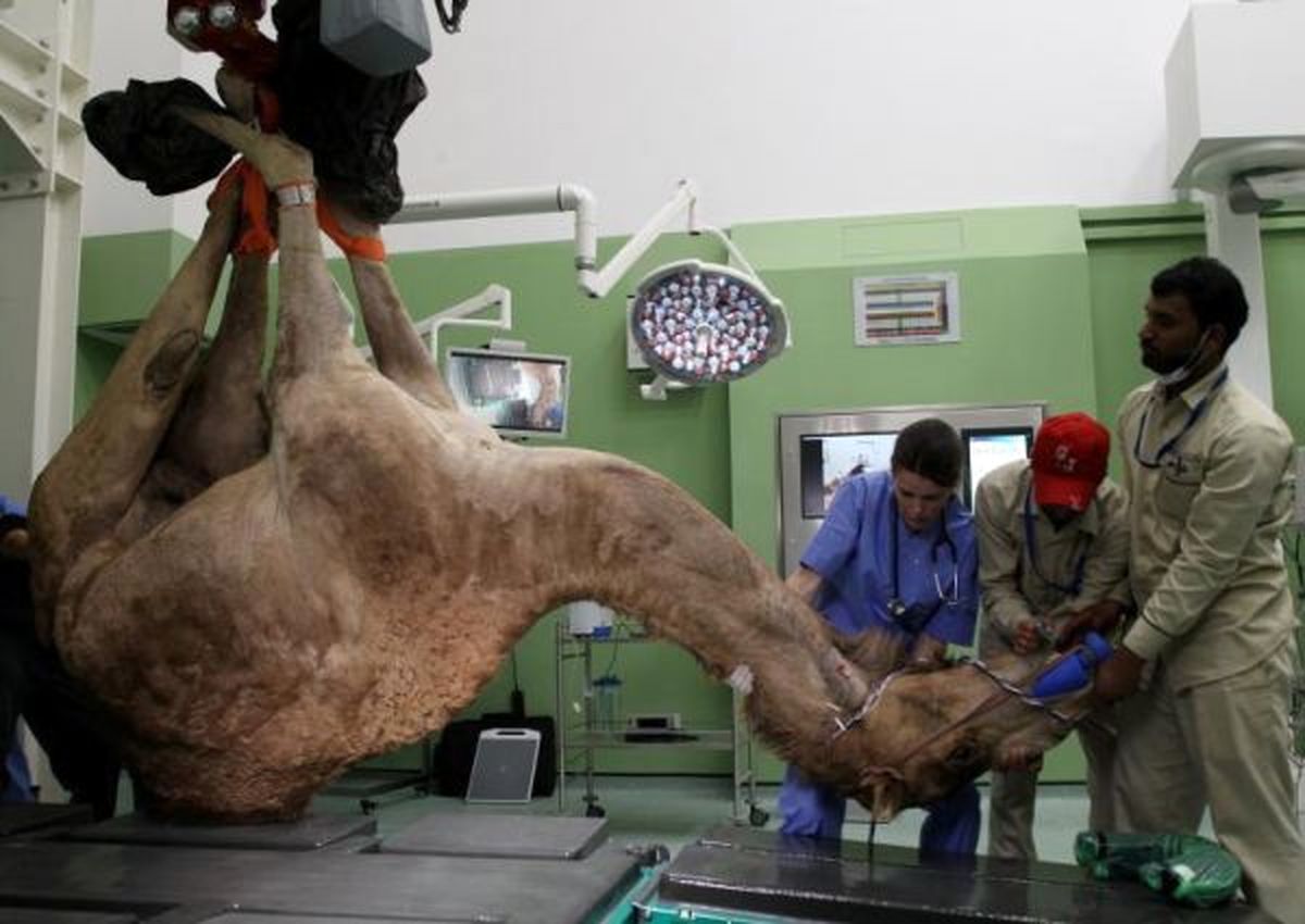 عمل جراحی بر روی شتر در دوبی
