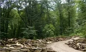 کشف 56 تن چوب‌آلات جنگلی قاچاق در مازندران