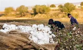 تولید "پنبه مله" شهرستان خوسف احیا می‌شود