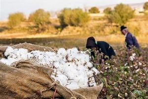 تولید "پنبه مله" شهرستان خوسف احیا می‌شود