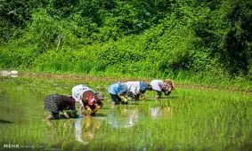 بی تدبیری، همان بلای ابریشم را به سر برنج می آورد