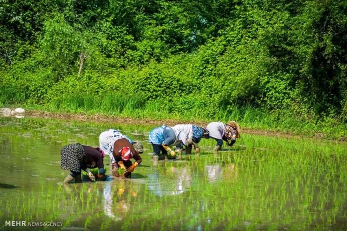 بی تدبیری، همان بلای ابریشم را به سر برنج می آورد