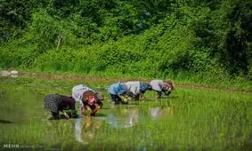 بی تدبیری، همان بلای ابریشم را به سر برنج می آورد