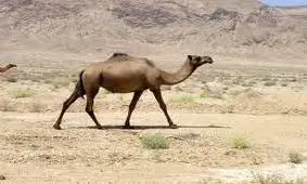 ارسال 6 هزار نفر شتر از سیستان و بلوچستان به نقاط مختلف کشور