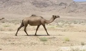 ارسال 6 هزار نفر شتر از سیستان و بلوچستان به نقاط مختلف کشور