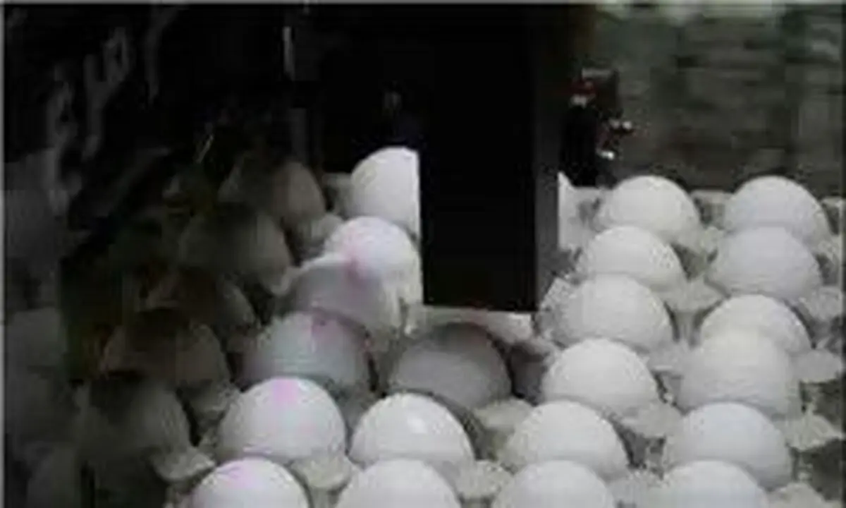 افزایش قیمت تخم‌مرغ در بازار پس از گرانی کره/ تخم‌مرغ شانه‌ای ۱۰ هزار و ۴۵۰ تومان