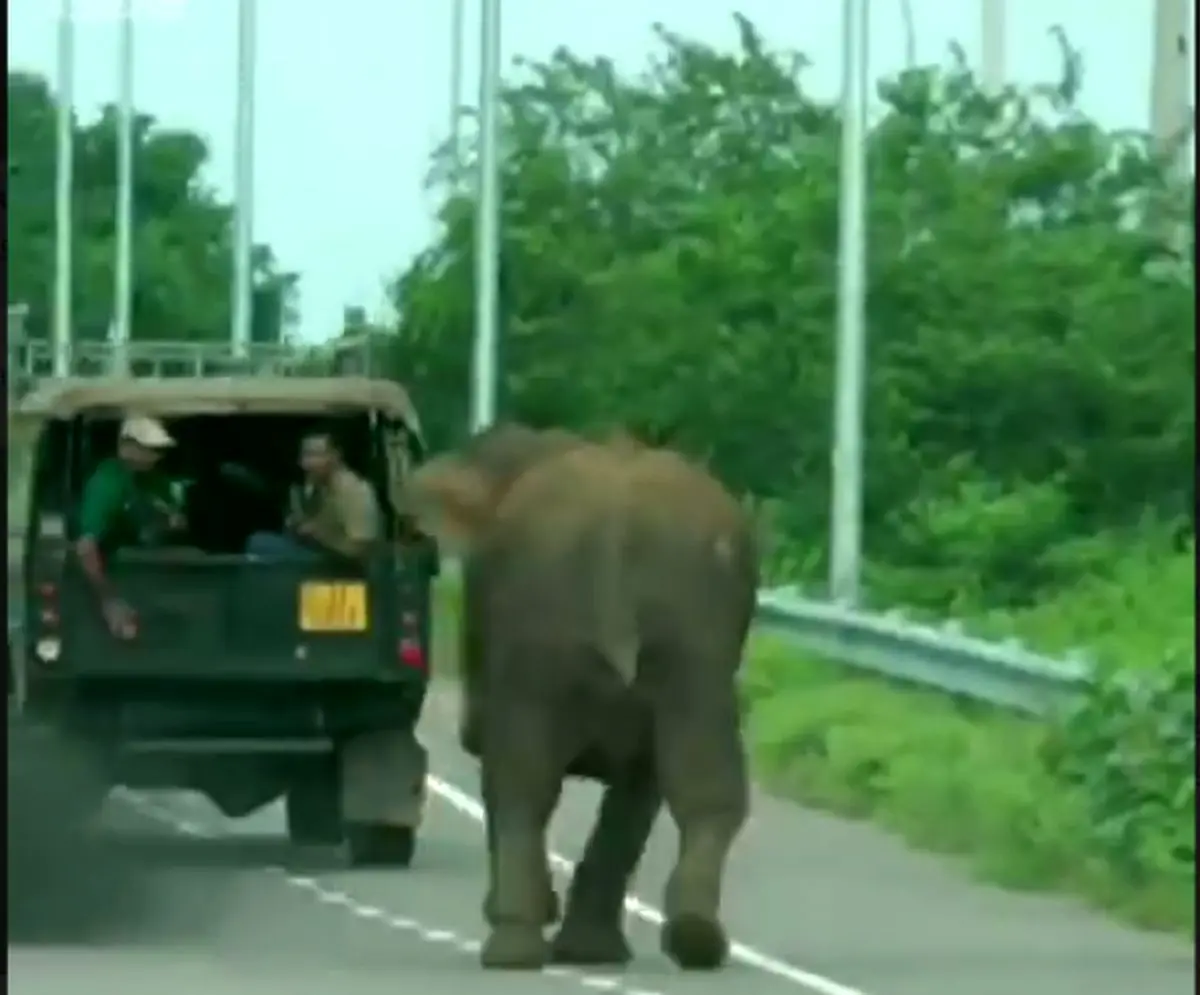 فیلم/ دفاع فیل مادر از بچه خود