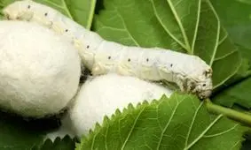 تشکیل صندوق حمایت از توسعه نوغانداری در آینده ای نزدیک