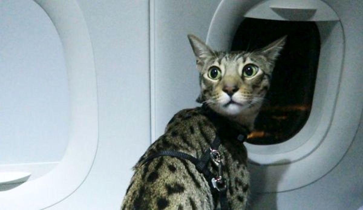 گربه، خلبان را مجبور به فرود اضطراری کرد