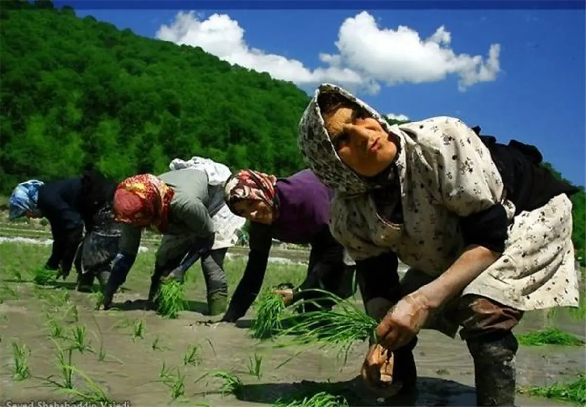 پیامبر دست کشاورز را بوسه می‌زد/سبوس ارزانی خودتان