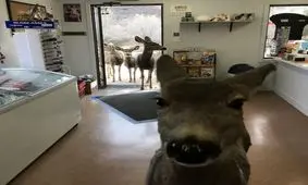 ماجرای جالب گوزن‌های شکلات‌خور در فروشگاهی در آمریکا + عکس