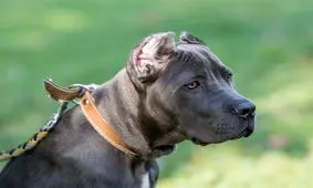 مرگ زن جوان به دلیل حمله پیت‌بول‌های خانگی+عکس