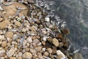 خطر انقراض نسل کوسه ماهی در خلیج فارس