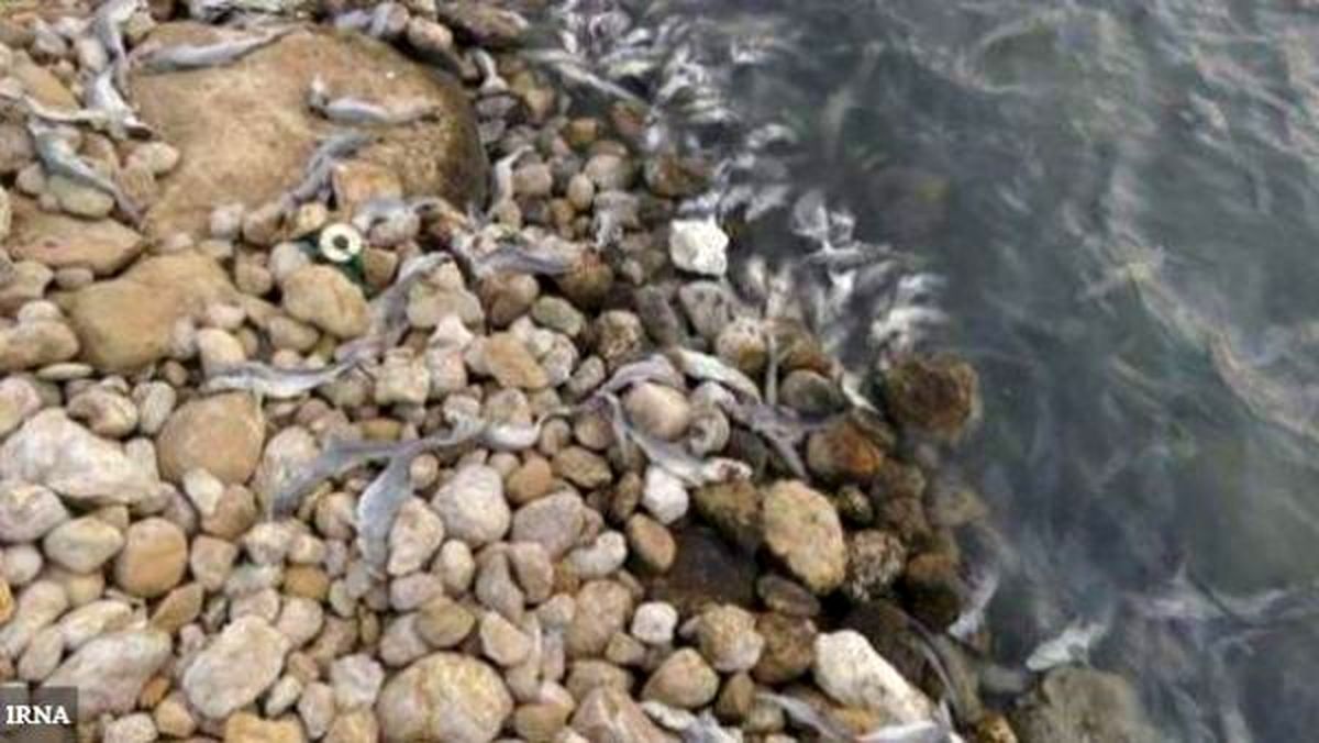 خطر انقراض نسل کوسه ماهی در خلیج فارس