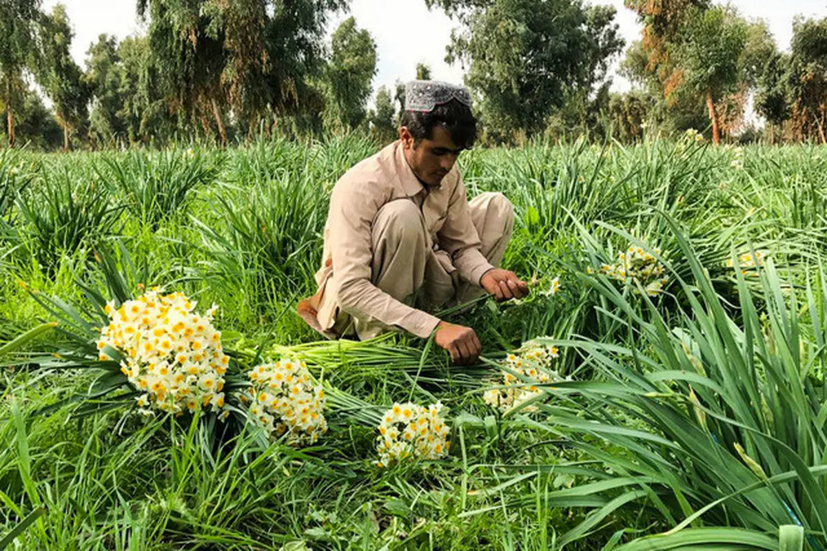 پیش‌بینی برداشت ۱۷ میلیون شاخه گل نرگس در خراسان‌جنوبی