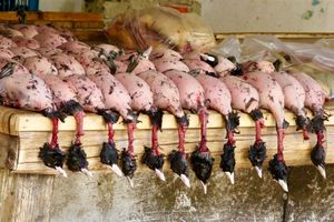 شهرداری فریدونکنار مسئول جمع آوری پرندگان غیرمجاز از بازار شد