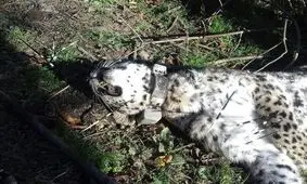 پلنگ معروف سجیدان رودسر (آرزو) کشته شد