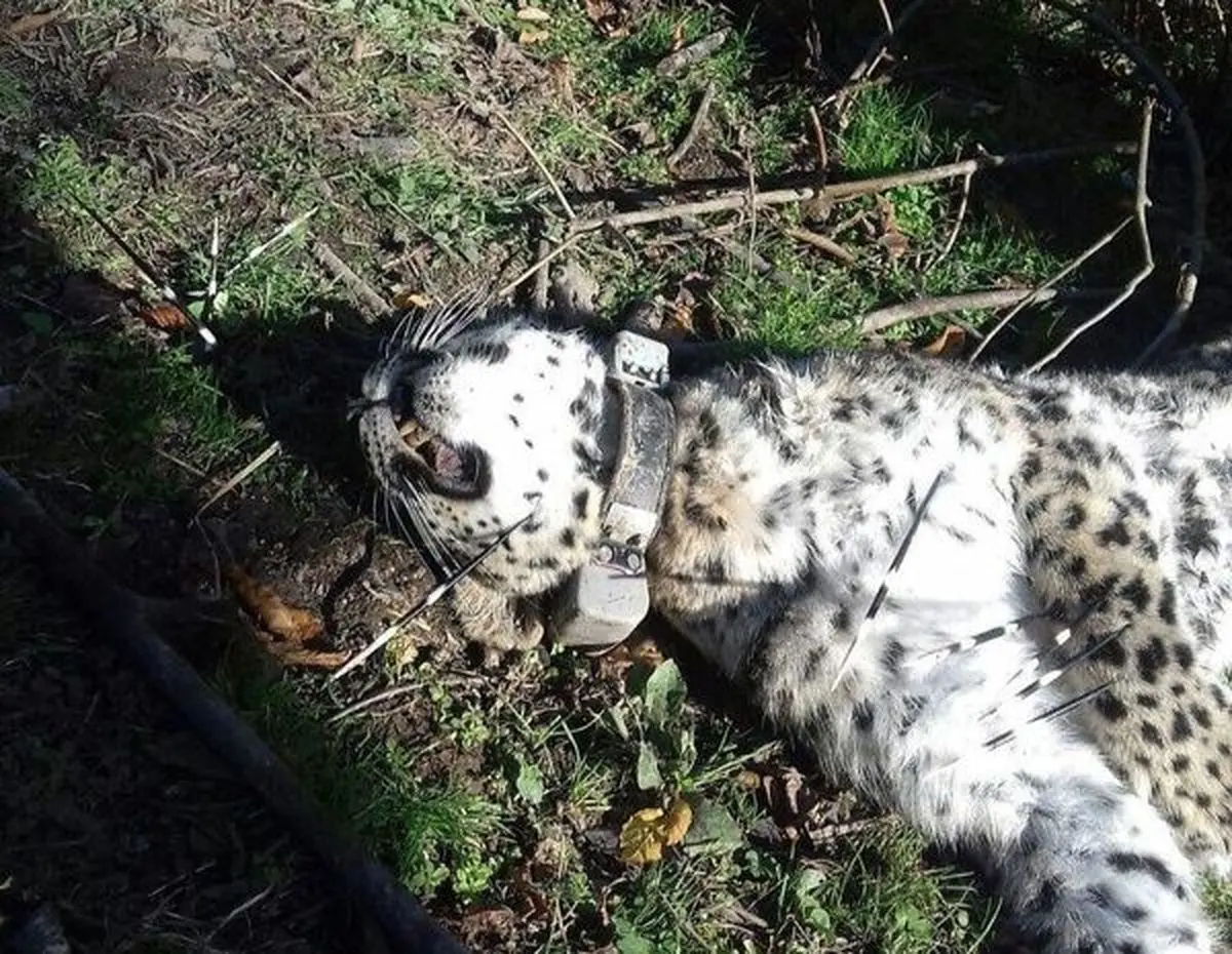 پلنگ معروف سجیدان رودسر (آرزو) کشته شد