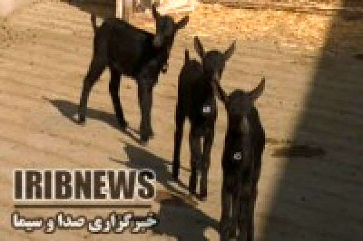 جدیدترین حیوان بومی سازی شده در اصفهان