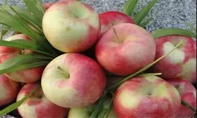 طرز تهیه "چیپس سیب"