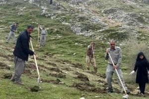 طرح جنگلانه در سطح ۱۰۰ هکتار از مراتع میامی اجرا شد