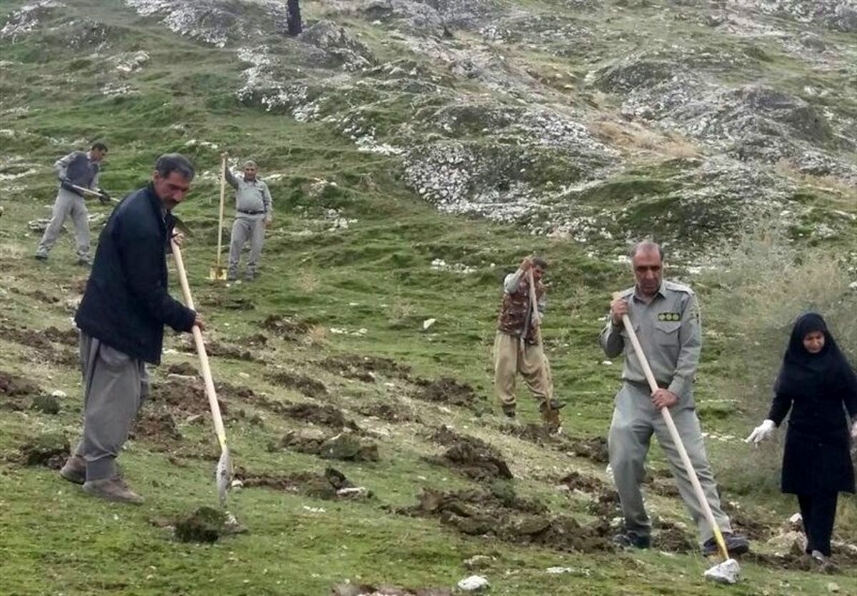 طرح جنگلانه در سطح ۱۰۰ هکتار از مراتع میامی اجرا شد