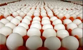 تخم مرغ تنظیم بازار در ۵۰ نقطه مشهد توزیع می‌شود