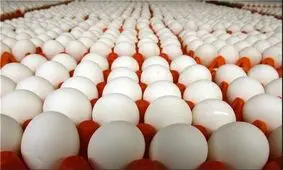 تخم مرغ تنظیم بازار در ۵۰ نقطه مشهد توزیع می‌شود