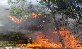 گِل مالی درختان برای جلوگیری از ادامه حریق درختان در کجور
