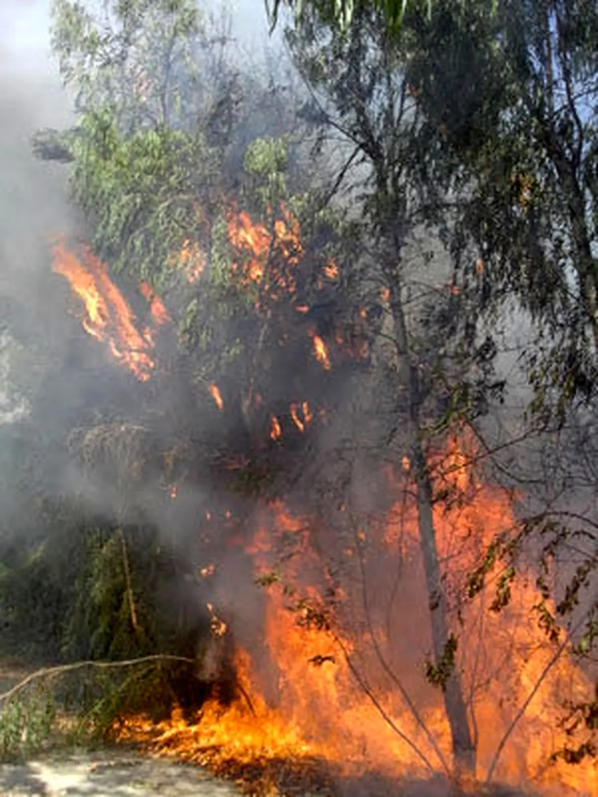گِل مالی درختان برای جلوگیری از ادامه حریق درختان در کجور