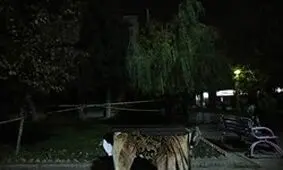 مردم اخبار زلزله را فقط از مراجع رسمی پیگیری کنند