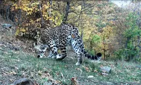 تصادف یک قلاده پلنگ با خودرو