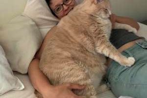 آیا گربه چاق تر از گارفیلد وجود دارد؟! + تصاویر