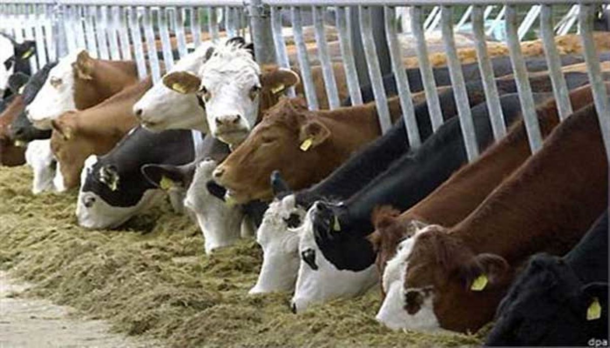 رئیس انجمن صنفی گاوداران: نیازی به واردات شیر خشک نداریم